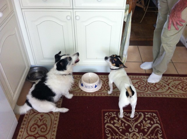 what to feed a jack russell puppy