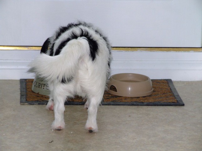(c) Les Chatfield Jack Russell eating food
