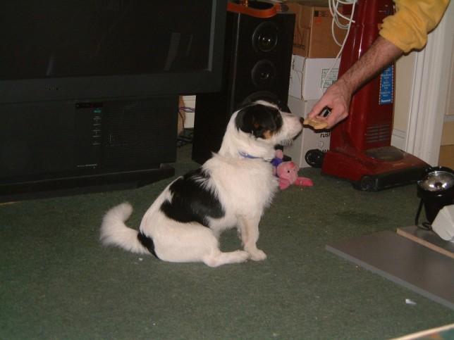 (c) Les Chatfield Jack Russell treat reward
